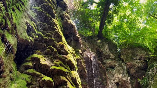 Water falls from a high mossy cliff, forming thin streams against the background of bright forest foliage of trees, view from below. Concept: wildlife, forest spring, ecological cleanliness, hiking
