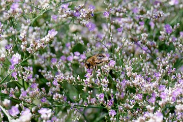 Limonium latifolium or Broad-leaved Sea Lavender adorned with attractive small bluish-purple flowers on multi-branched stems to the nectar attracting a common drone fly (Eristalis tenax) © Marc