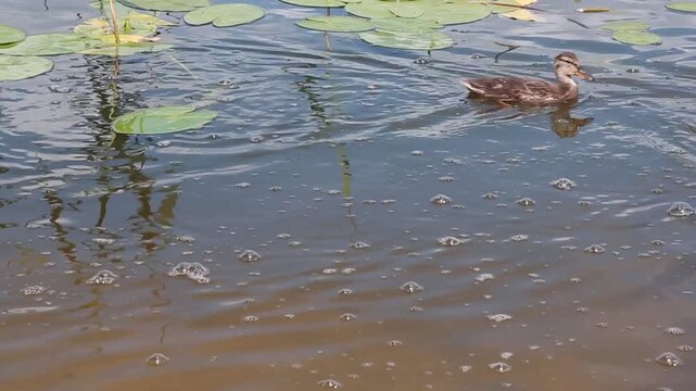 Two young mallard ducklings with brown mottled plumage swim steadily across calm pond water, passing floating lily leaves while gradually moving left in a natural sequence.