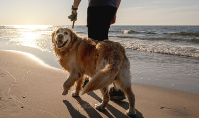 Naklejka na ściany i meble Person walking with fluffy dog on sandy beach at sunset