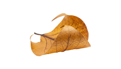 Naklejka premium Golden skeleton leaf curled on white background, dried autumn foliage macro photo, delicate botanical texture for design PNG