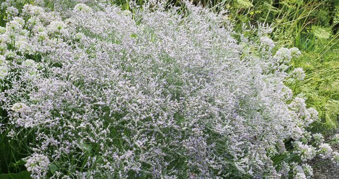Limonium latifolium or Mediterranean sea lavender. Attractive bushy shrub of tiny papery light purple flowers on multi-branches stems, blooming in a clous, add haze, airy touch in garden
