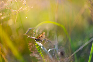 Ringlet butterfly (Aphantopus hyperantus) in a summer meadow amidst wildflowers and grasses © anettastar