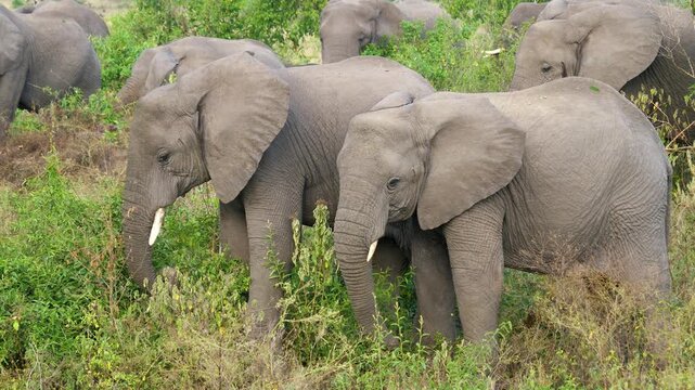 Large herd of wild african bush elephants grazing on lush green vegetation in natural savanna habitat. Majestic animals peacefully feeding in national park on a sunny day. African elephant