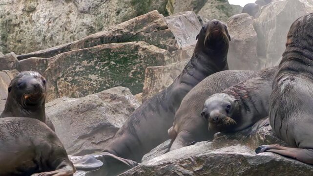 In the cold Arctic, a lively colony of sea lions rests on rugged rocks. Young cubs frolic and explore as adults watch over them. Their playful interactions and warm bonds create a heartwarming sight.