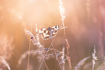 Marbled White butterfly (Melanargia galathea) in a summer meadow with wildflowers and grasses © anettastar