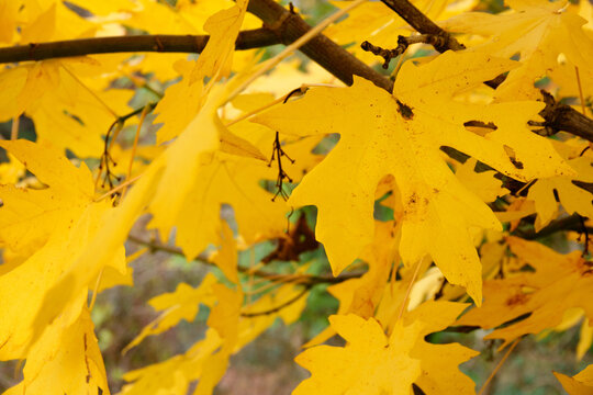 Yellow maple leaves and branches close-up during autumn/fall.
