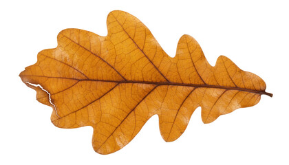 Fototapeta premium Autumn oak leaf isolated on white, golden brown dry foliage texture, single fall leaf close-up for design and nature themes PNG