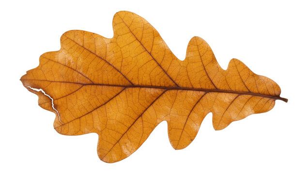 Autumn oak leaf isolated on white, golden brown dry foliage texture, single fall leaf close-up for design and nature themes PNG