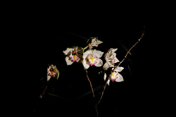 orchid flowers © Arnold
