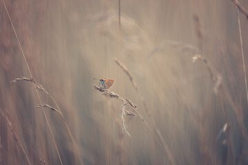 Large Skipper butterfly (Ochlodes sylvanus) in a summer meadow among wildflowers and grasses © anettastar