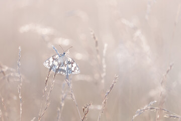 Marbled White butterfly (Melanargia galathea) in a summer meadow with wildflowers and grasses © anettastar