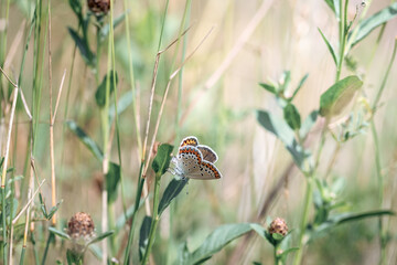 Common Blue butterfly (Polyommatus icarus) in a summer meadow with wildflowers and grasses © anettastar