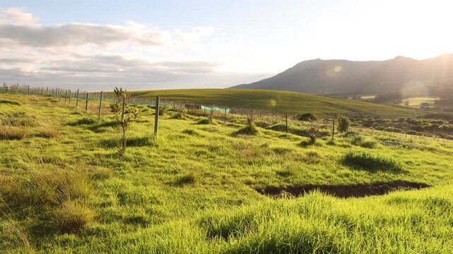 vineyard on hillside at sunset, Klein Mountains in background, Stanford, South Africa
