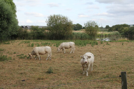 beautiful white charolais cows are grazing in a meadow in the countryside at a dry and warm period in summer and a creek in the background