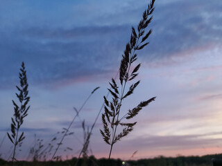 Obraz premium wheat field at sunset beautiful sky background with clouds