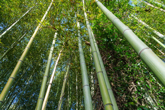 Arashiyama, Kyoto Japan bamboo forest, looking up