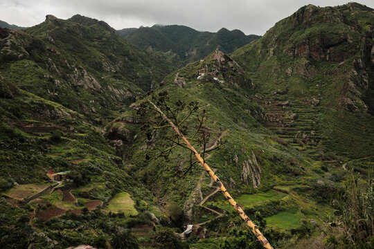 Stunning green mountain landscape with ancient terraced fields and a unique plant stalk in the foreground. Capturing the rugged beauty and agricultural heritage of the region under a cloudy sky.