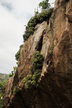 Close-up of a rugged rock face adorned with vibrant green succulent plants under an overcast sky. Rich textures and natural cracks highlight this resilient ecosystem on a cliff.