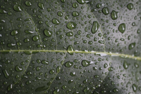 Roc&iacute;o de la lluvia sobre una hoja verde en invierno.