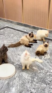 Group of cute domestic cats and kittens of various breeds playing together on marble floor.
