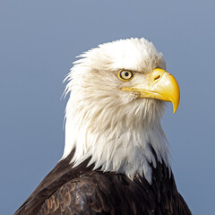 Portrait of an Adult Mature Bald Eagle Head Shot, Homer Spit, Alaska © htrnr