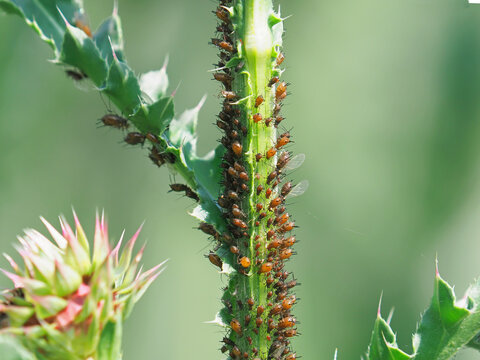 Thistle plant with aphids, small sap-sucking insects