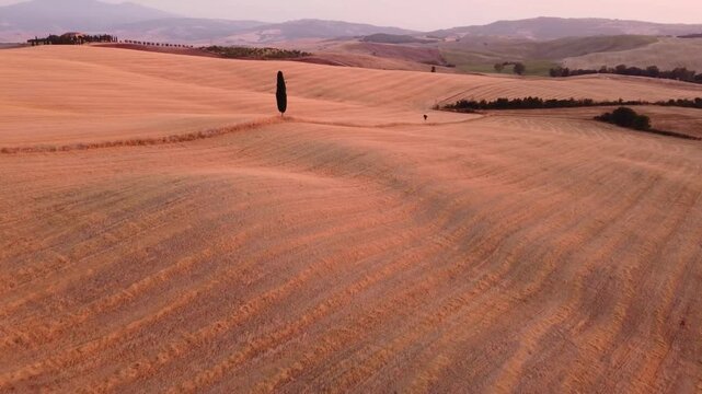 A lone photographer walks across the undulating, golden hills of a harvested landscape in Italy. A solitary cypress tree stands tall in the center of the vast field.