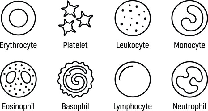 Human blood cells line icon set vector showing erythrocyte platelet leukocyte monocyte eosinophil basophil lymphocyte and neutrophil medical infographic