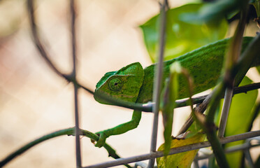 Green chameleon climbing through a wire fence enclosure in a garden © Photo Art