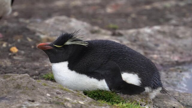 Female Rockhopper Penguin Pregnant Lays on Ground Yellow Eyebrows Colony in the Falkland Islands Wildlife Documentary. Close Up Wind Blows Cinematic