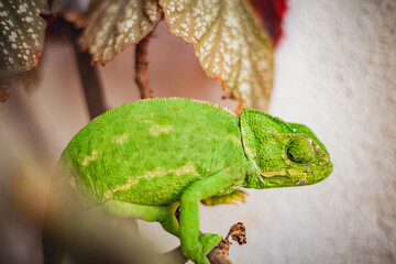 Detailed macro shot of a vibrant green chameleon on leaves in an Algarve garden, Portugal © Photo Art