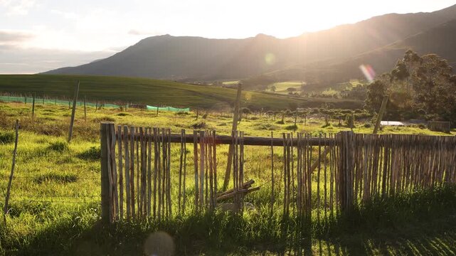 vineyard on hillside at sunset, Klein Mountains in background, Stanford, South Africa