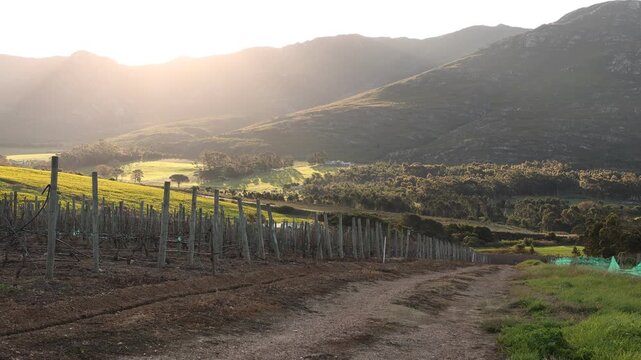 vineyard on hillside at sunset, Klein Mountains in background, Stanford, South Africa