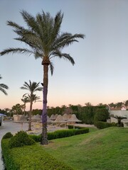 Fototapeta premium palm trees on the beach