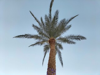 palm tree in the wind © Aesha
