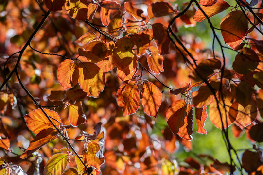 Sunlit copper beech leaves glowing in fresh spring colors against greenery and blue sky