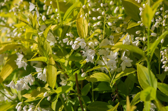 Deutzia gracilis duncan Chardonnay pearls bright white flowering shrub, beautiful ornamental flowers in bloom