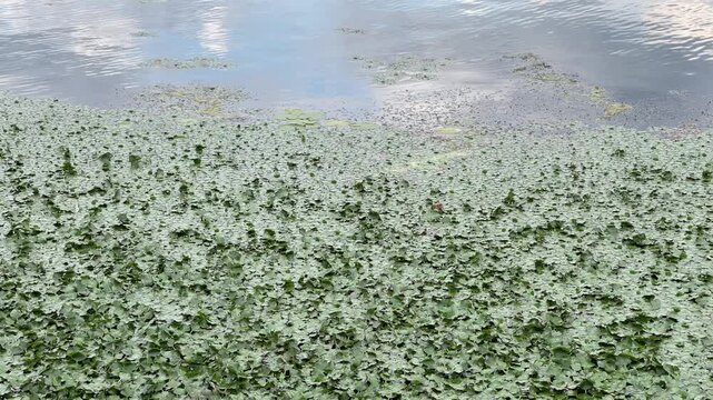 Dense green water chestnut plants covering a lake surface