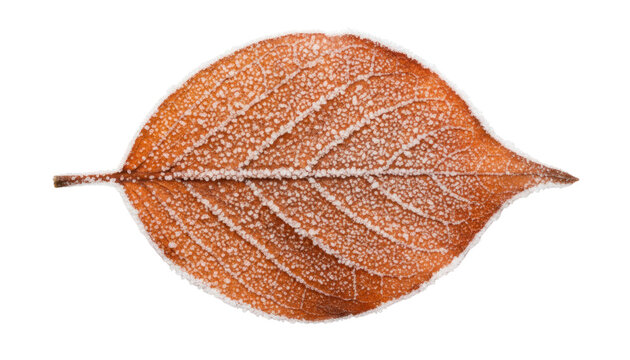 Textured orange leaf isolated on white background, autumn foliage macro detail, dry botanical nature element for design