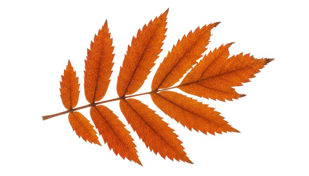 Autumn leaf branch isolated on white, orange serrated leaflets, fall foliage botanical detail for design and nature themes