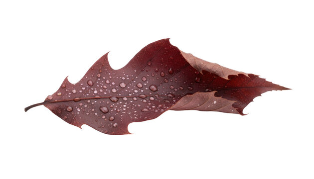 Autumn leaf with water droplets on white background, red brown foliage close-up. Isolated fall nature texture detail