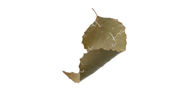Torn brown paper scrap with creases and rough edges, isolated ripped cardboard texture on white background, design element