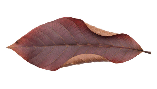 Dried brown leaf isolated on white background, autumn foliage macro texture, natural botanical element for design