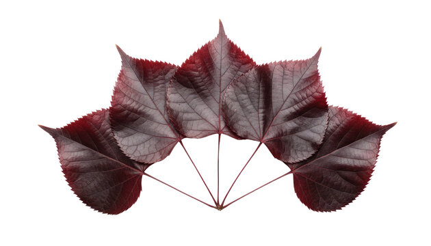 Red and black ginkgo leaf fan arrangement, dried botanical foliage isolated on white, decorative autumn nature photo