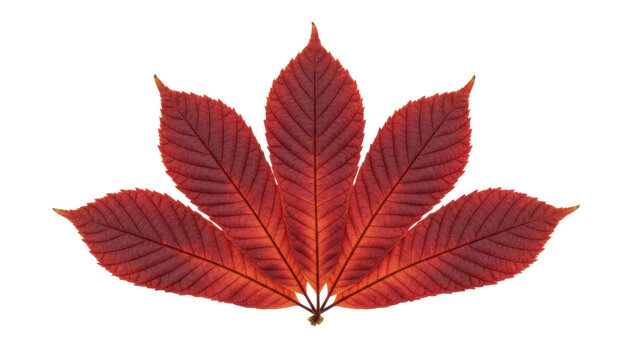 Red autumn leaf fan, isolated botanical foliage on white background. Decorative nature texture for design and print