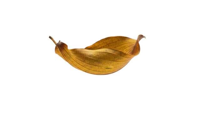 Dried yellow banana leaf isolated on white background, tropical foliage close-up, organic plant texture for design