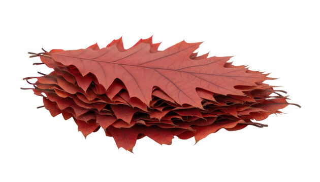 Autumn maple leaf pile, red and orange dry foliage stack. Fall leaves background isolated on white for seasonal design
