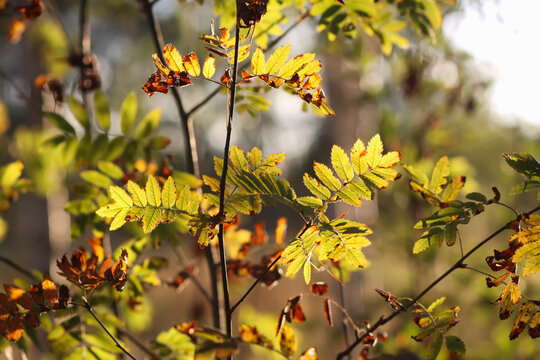 Close-up view of rowan tree leaves glowing in autumn sunlight. Sorbus aucuparia foliage creating a colourful nature scene with seasonal textures and warm tones.