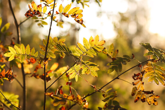 Golden autumn leaves of Sorbus aucuparia captured in natural sunlight. A peaceful woodland scene highlighting the beauty of seasonal change and plant textures.